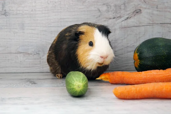 ギニア豚は野菜を食べる — ストック写真