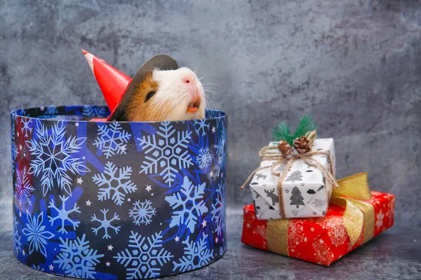 Doğum ve yeni yıl hediyesi olarak kepli bir kobay.