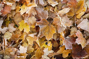 Akçaağaç yaprağı yerde dondu.