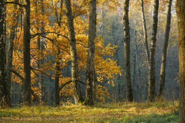 Sonbahar meşesi ve huş ağacı ormanlarında açıklık. Portakal yaprakları. Işık.