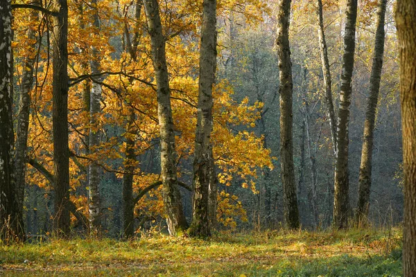 Lichtung Eichen Und Birkenwald Herbst Orangenblätter Licht — Stockfoto