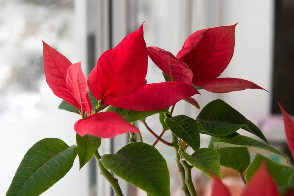 Κόκκινο Poinsettia Ένα Παραδοσιακό Χριστουγεννιάτικο Λουλούδι Στο Παράθυρο Του Χειμώνα — Φωτογραφία Αρχείου