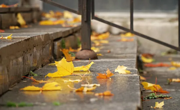 Hojas Otoño Pasos Húmedos Después Lluvia —  Fotos de Stock