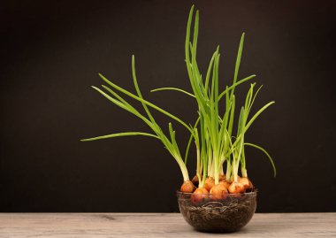 Soğan yeşili tüyler şeffaf bir tencerede yetişir. Kökler. Siyah arkaplan