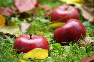 Sonbahar yaprakları arasında çimlerin üzerinde kırmızı elmalar
