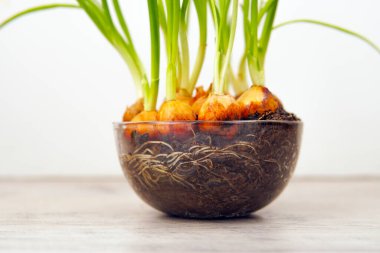 Beyaz arka plandaki pencere pervazında bir kavanozda üreterek yeşil soğan yetiştirmek.