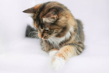 Beyaz arka planda gri bir kedinin portresi...