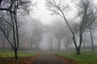 Pakra sonbaharında sis. Yol ağaçları çimen