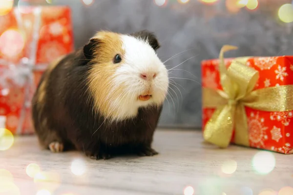 Gift Presents Guinea Pig Christmas New Year — Stock Photo, Image