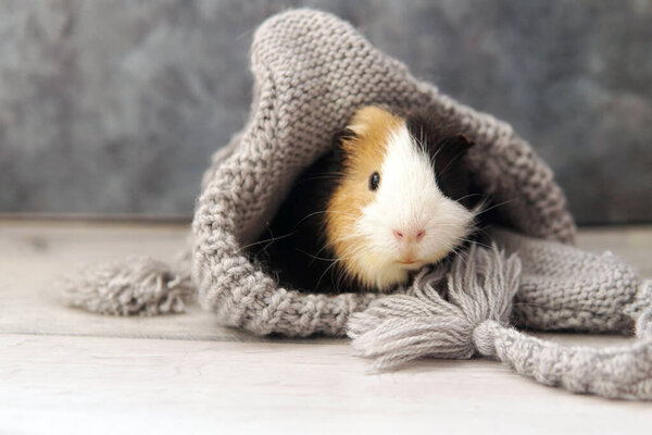 Guinea pig in a gray hat. House for guinea on gray background