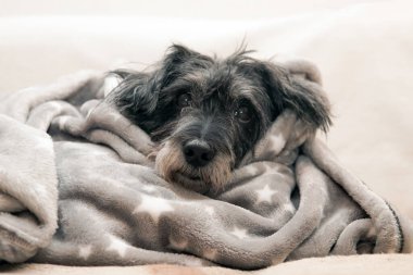 Yıkandıktan sonra battaniyeye sarılmış köpek.