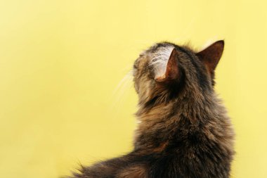 Kediler sarı arka planda. Kedi ileriye bakıyor.