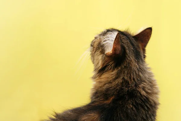 La cabeza de los gatos sobre un fondo amarillo. Cat mira hacia adelante Fotos de stock