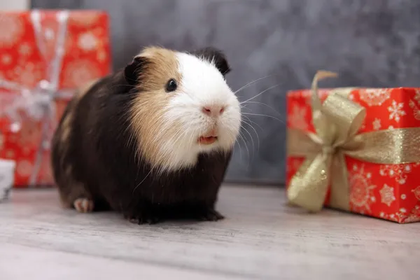 Noel hediyesi olarak kobay faresi masada duruyor. Telifsiz Stok Fotoğraflar