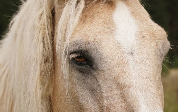 Намордник у лошадей белый крупный план. Глаза — стоковое фото