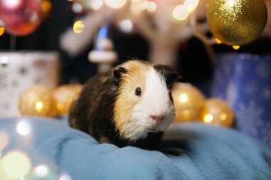 Süslü Noel ağacının önündeki kobay faresi