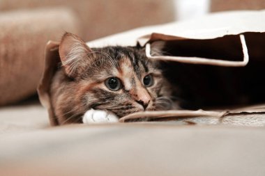 Baş kedi bir kese kağıdının içinde. Portre. Yakın plan. Hayal kurmak.