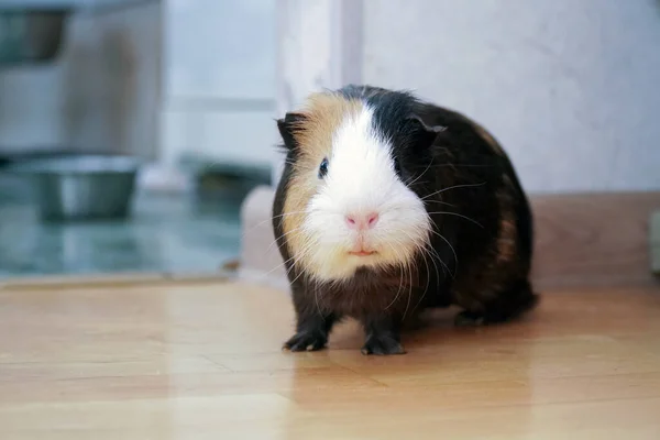 Die Meerschweinchenfarben Auf Dem Fußboden Hause — Stockfoto