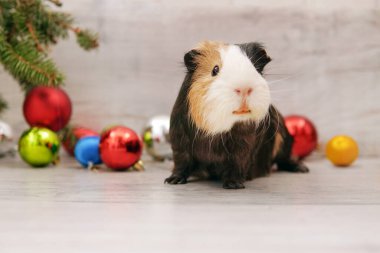 Farklı taşakları olan kobay faresi. Yeni Yıl ve Noel