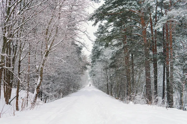 Droga jest aleją w zimowym lesie. Śnieg na drzewach, sosnach — Zdjęcie stockowe