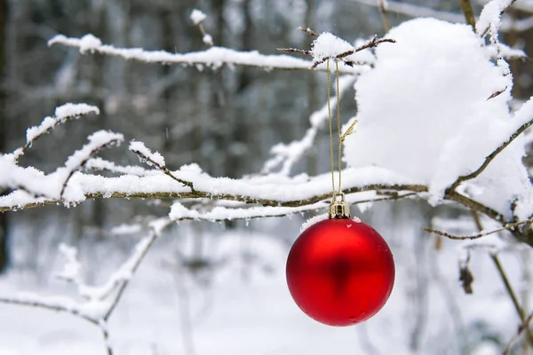 Toy red ball on a branch in winter in the forest — Zdjęcie stockowe