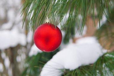 Çam ağacında karlı kırmızı top oyuncağı. Noel
