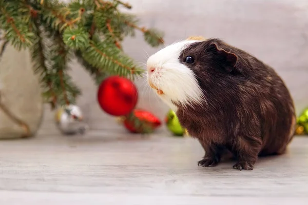 Guinea pig with toys. New Year and Christmas — Fotografia de Stock