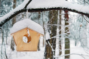 Ormandaki kuş yemi ve sincaplar kışın bir dala tutunurlar.