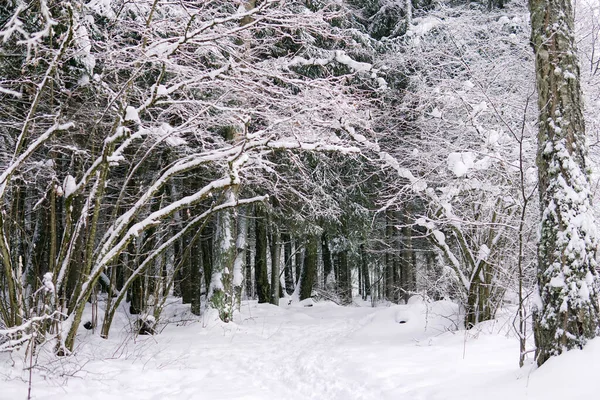 Zimowy las w śniegu. Droga między drzewami. Łuk — Zdjęcie stockowe