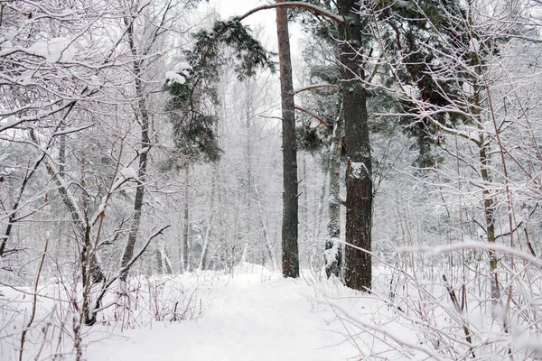 Snowy las. Sosna. Śnieg. Na drodze. Krajobraz zimowy — Zdjęcie stockowe