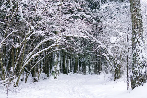 Zimowy Las Śniegu Droga Między Drzewami Rów Łukowy — Zdjęcie stockowe