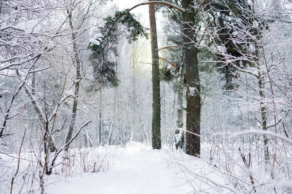 Snowy Las Sosna Śnieg Drodze Zimowy Krajobraz Drzewo Futerkowe Sosna — Zdjęcie stockowe