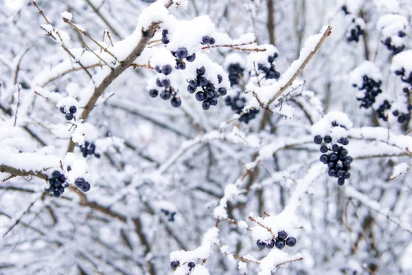 Arbustos Con Bayas Oscuras Nieve Invierno —  Fotos de Stock