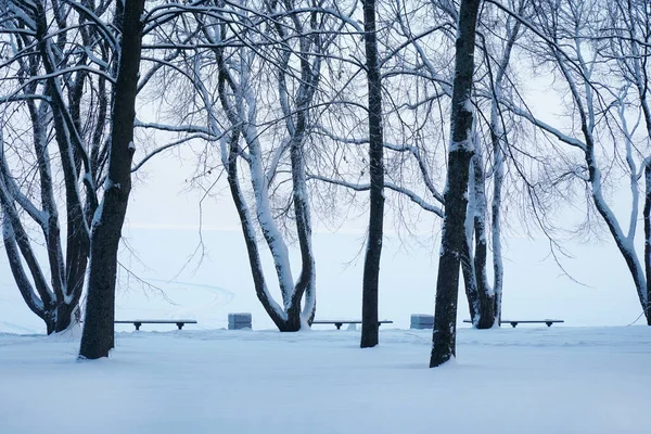 Zimowy Las Drzewa Kufry Ławki Zimie Białym Parku — Zdjęcie stockowe