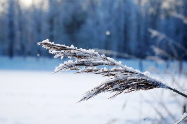 Kışın çimenler karla kaplanır.