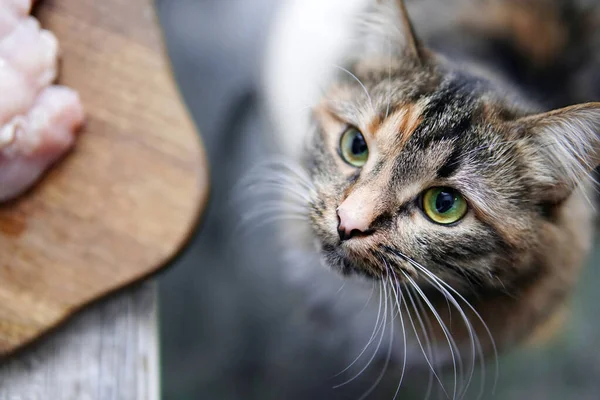 Tjuv Stjäl Mat Från Köksbordet Katt Vill Stjäla Bit Kött — Stockfoto