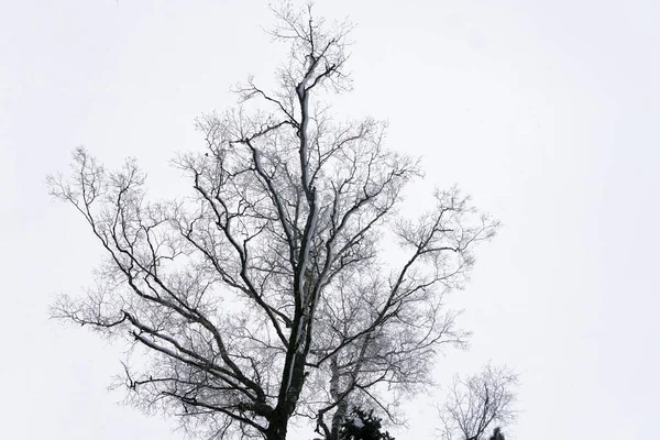 Koruna Stromu Bez Listí Bílém Pozadí Silueta Stromem Izolovat — Stock fotografie