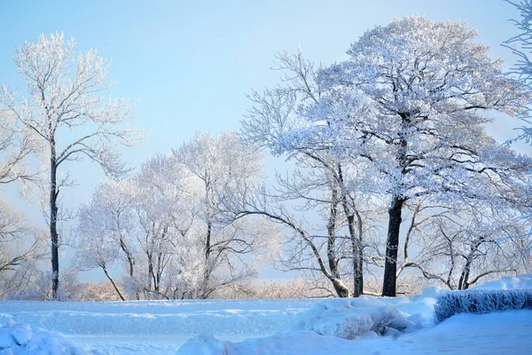 Zimowy Krajobraz Drzewa Mrozem Mróz Śnieg Śnieżynki Droga Oddali Magiczny — Zdjęcie stockowe