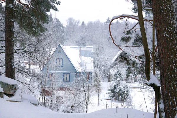 Mały Niebieski Dom Śnieżnym Lesie Zimie Sosna — Zdjęcie stockowe