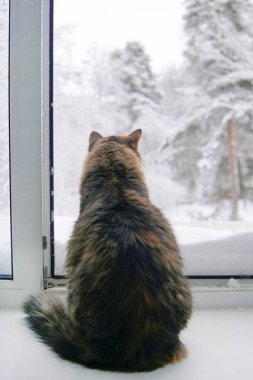 Kışın açık pencereden bakan bir kedi. Kardaki bir ormanda.