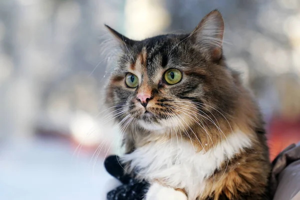 Cabeça Gato Mãos Inverno Natureza Olhos Verdes — Fotografia de Stock