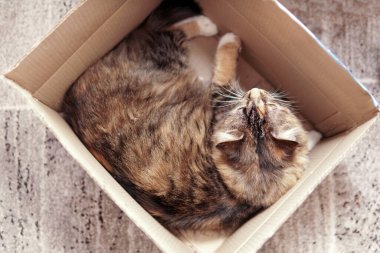 sevimli kedi kutusunda rahatlatıcı