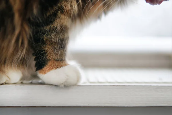 Egy közeli kép a macskamancs. Fehér lábak. — Stock Fotó