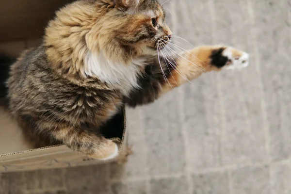 Bolyhos macska játszik. Kinyújtja a mancsát és elkapja.. — Stock Fotó