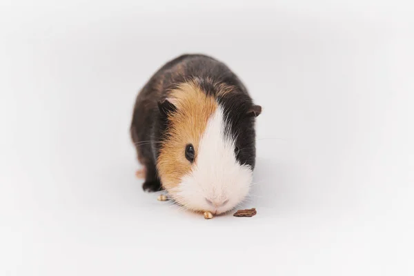 Erstaunliches Meerschweinchen frisst Getreide, Getreide, ernährt sich von einem Isolat — Stockfoto