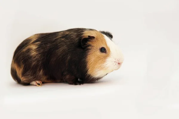 Üç renkli kobay faresi. Yan görünüm
