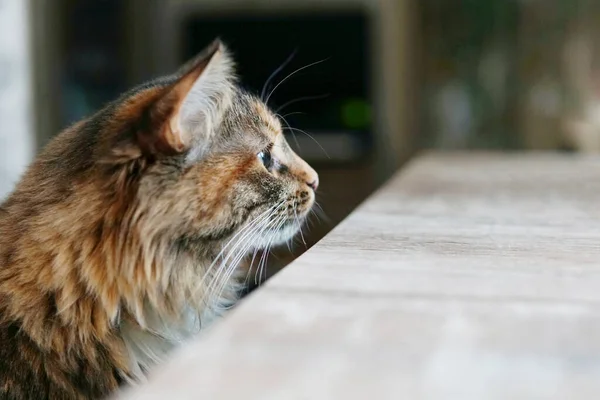 Katten Sitter Vid Bordet Och Blickar Framåt Väntar Föda Närbild — Stockfoto