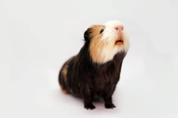 Cavia Een Witte Achtergrond — Stockfoto