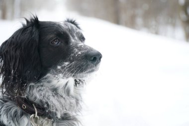 Siyah ve beyaz köpek, kışın kar tanelerinde başı çeker.