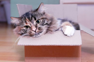 Gri bir kedi karton bir kutuda oturur. Rahatlıyorum.